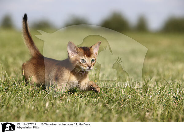 Abessinier Ktzchen / Abyssinian Kitten / JH-27714