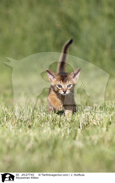 Abyssinian Kitten / JH-27740