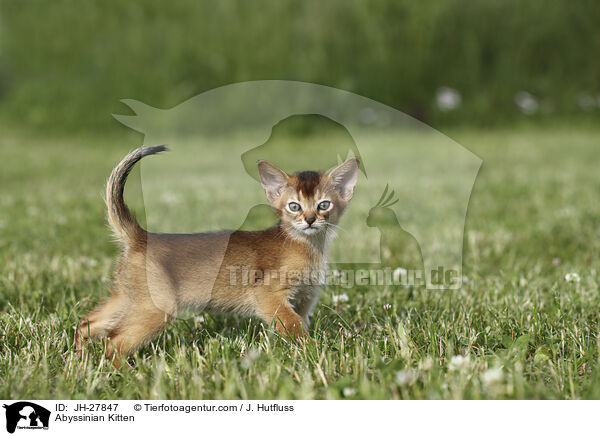 Abessinier Ktzchen / Abyssinian Kitten / JH-27847