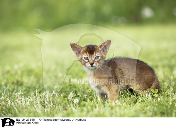 Abessinier Ktzchen / Abyssinian Kitten / JH-27858