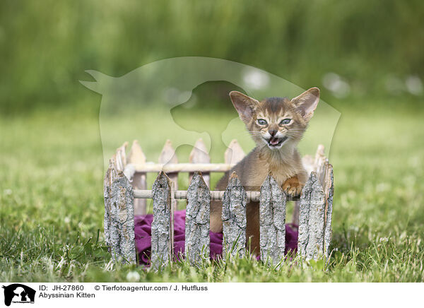 Abessinier Ktzchen / Abyssinian Kitten / JH-27860