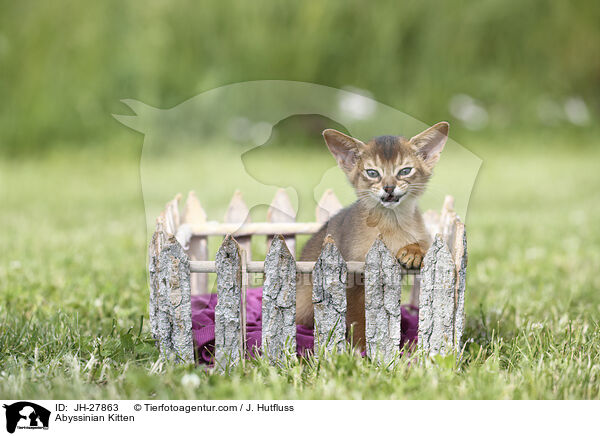 Abessinier Ktzchen / Abyssinian Kitten / JH-27863