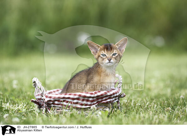 Abessinier Ktzchen / Abyssinian Kitten / JH-27865