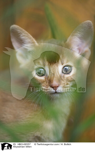 Abessinier Ktzchen / Abyssinian kitten / HBO-06557