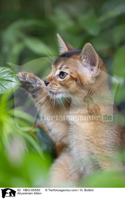 Abessinier Ktzchen / Abyssinian kitten / HBO-06560