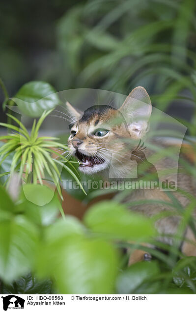 Abessinier Ktzchen / Abyssinian kitten / HBO-06568