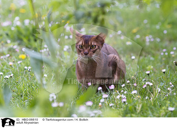 erwachsene Abessinier / adult Abyssinian / HBO-06610