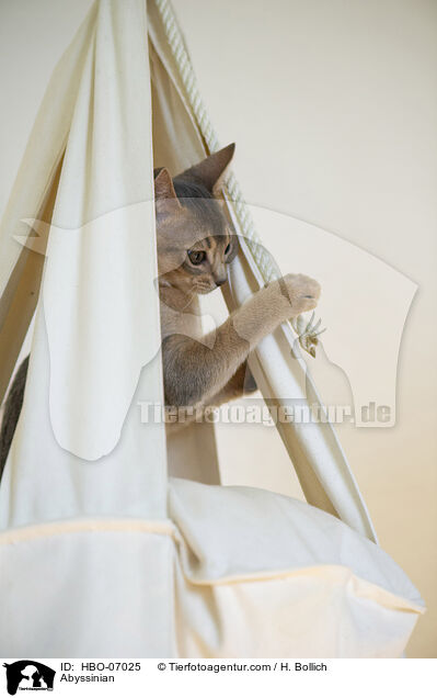 Abessinier / Abyssinian / HBO-07025