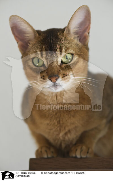 Abyssinian / HBO-07033