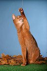 Abyssinian