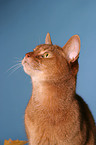 Abyssinian