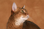 Abyssinian Portrait