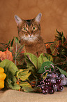 Abyssinian Portrait