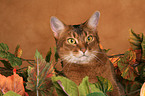 Abyssinian Portrait