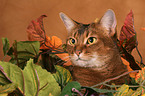 Abyssinian Portrait