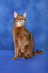 Abyssinian