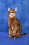 Abyssinian