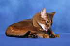 Abyssinian