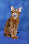 Abyssinian