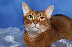 Abyssinian