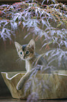 Abyssinian kitten