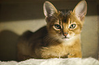 Abyssinian kitten