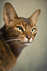 Abyssinian Portrait