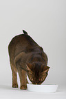 eating Abyssinian