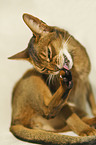 Abyssinian is cleaning itself