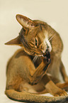 Abyssinian is cleaning itself
