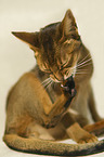 Abyssinian is cleaning itself