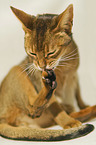 Abyssinian is cleaning itself