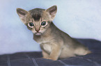 Abyssinian Kitten