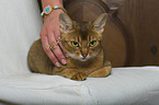 lying Abyssinian