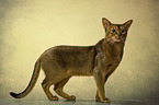 Abyssinian