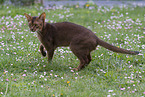 Abyssinian