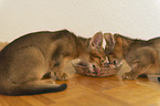 Abyssinian