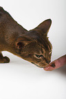 eating Abyssinian