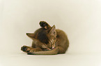 Abyssinian Kitten