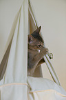 young Abyssinian