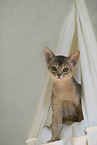 young Abyssinian