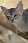 young Abyssinian