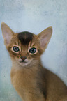 Abyssinian Kitten portrait