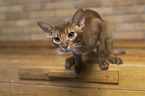 Abyssinian