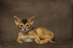Abyssinian kitten