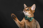 Abyssinian in front of a black background