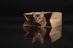 Abyssinian in front of a black background