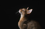 Abyssinian in front of a black background