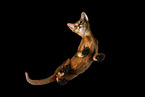 Abessinier Kitten from below