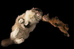 Abessinier Kitten and Ragdoll from below